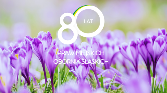 fioletowe krokusy i logo 80 lat praw miejskich